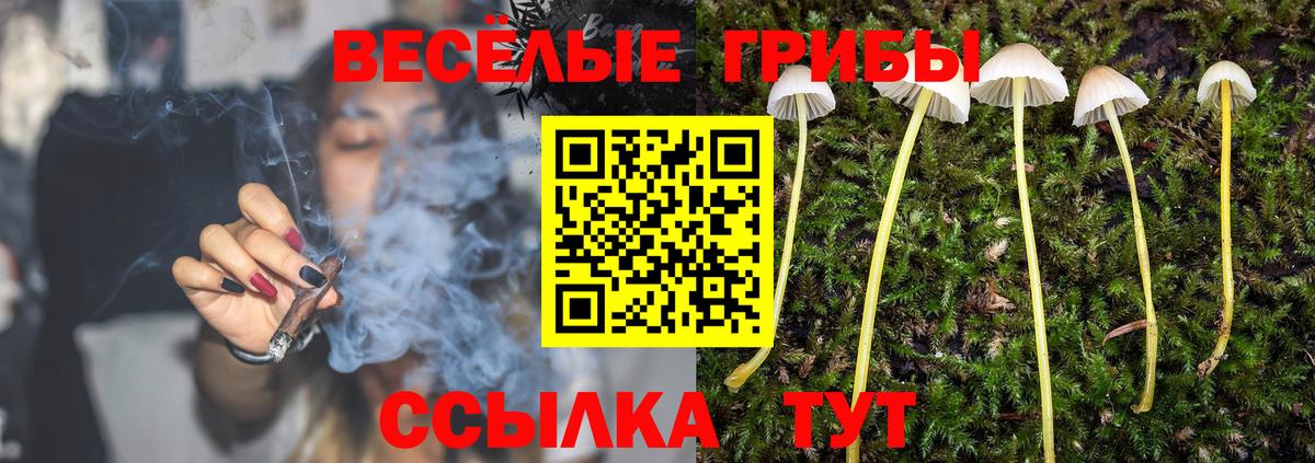 Псилоцибиновые грибы Psilocybe  Вход с VPN  Зеленокумск 
